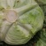 新野县奥奇娜包菜种植基地，色好，无虫，无病，o有货量大
