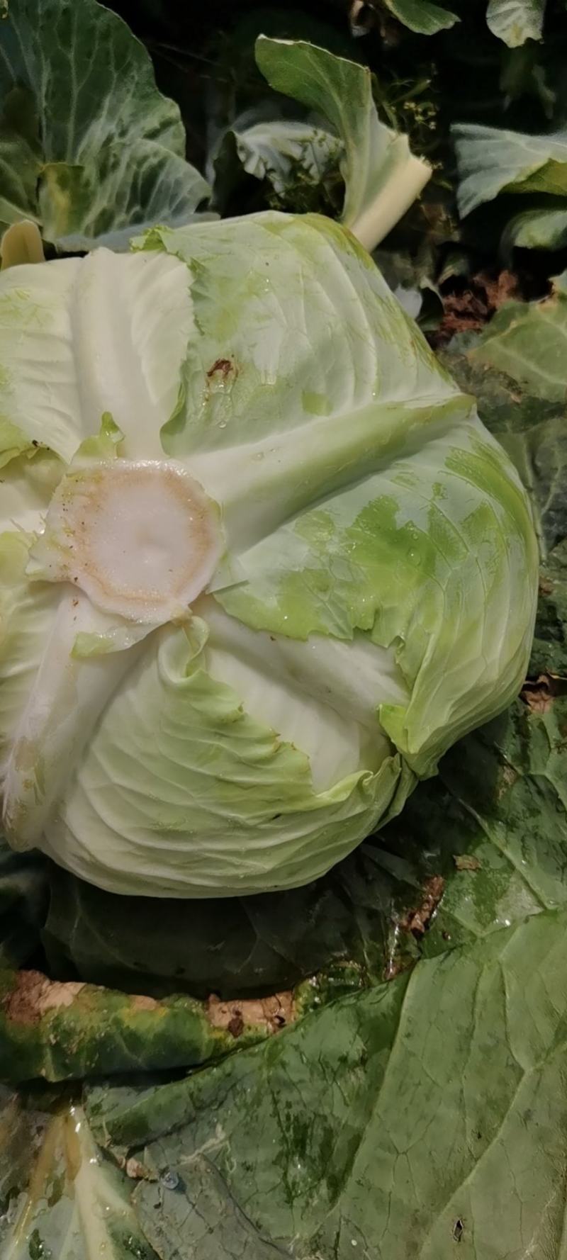 新野县奥奇娜包菜种植基地，色好，无虫，无病，o有货量大