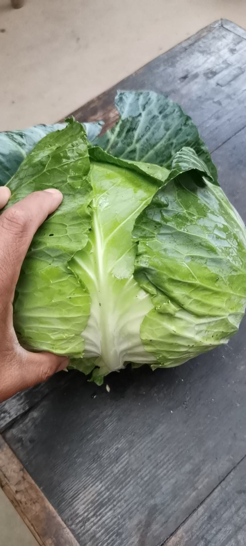 新野县奥奇娜包菜种植基地，色好，无虫，无病，o有货量大