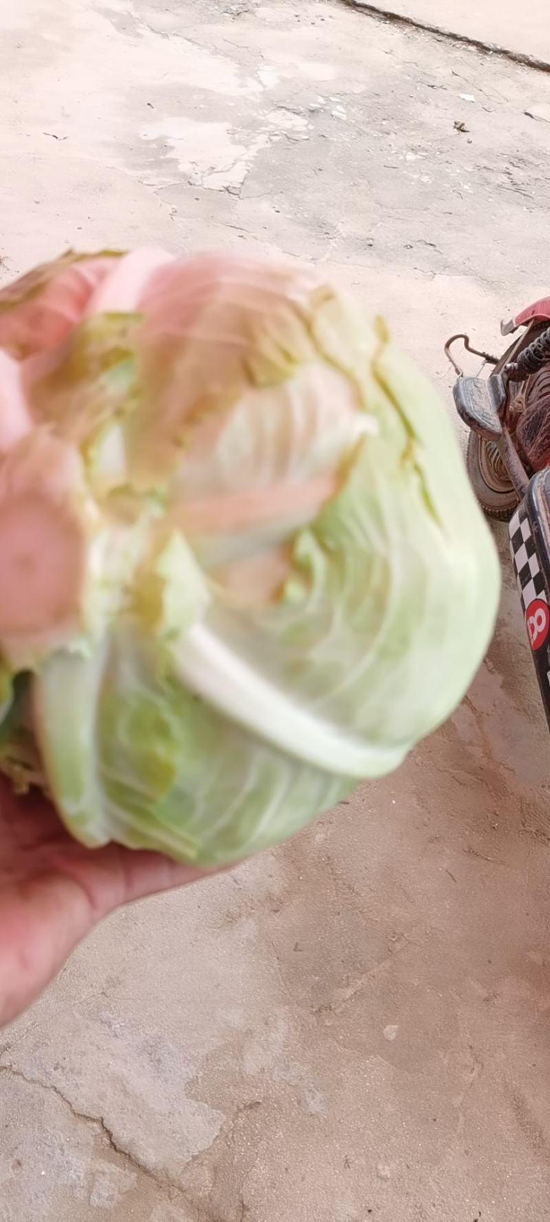 新野县奥奇娜包菜种植基地，色好，无虫，无病，o有货量大