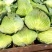 新野县奥奇娜包菜种植基地，色好，无虫，无病，o有货量大