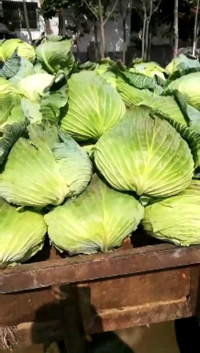 新野县奥奇娜包菜种植基地，色好，无虫，无病，o有货量大