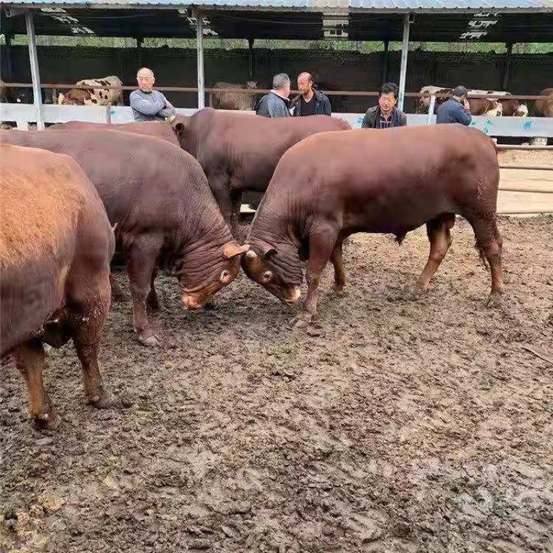 肉牛王品种好长的快屠宰肉率高免费运输货到付款