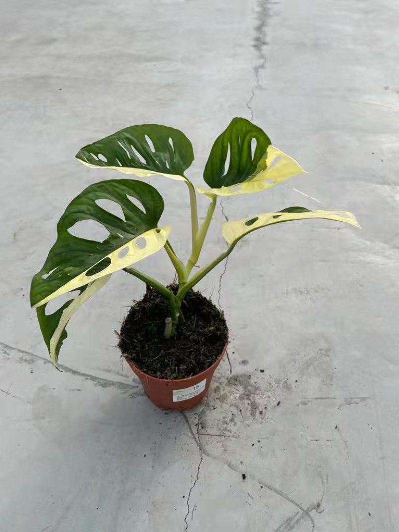 变异品种仙洞龟背