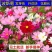 波斯菊种子格桑花种子四季开花易种易活庭院室外花卉野花组合