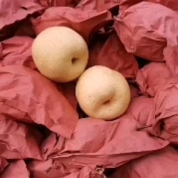 壶口酥梨