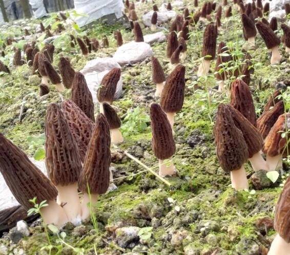 羊肚菌主要品种对比图
