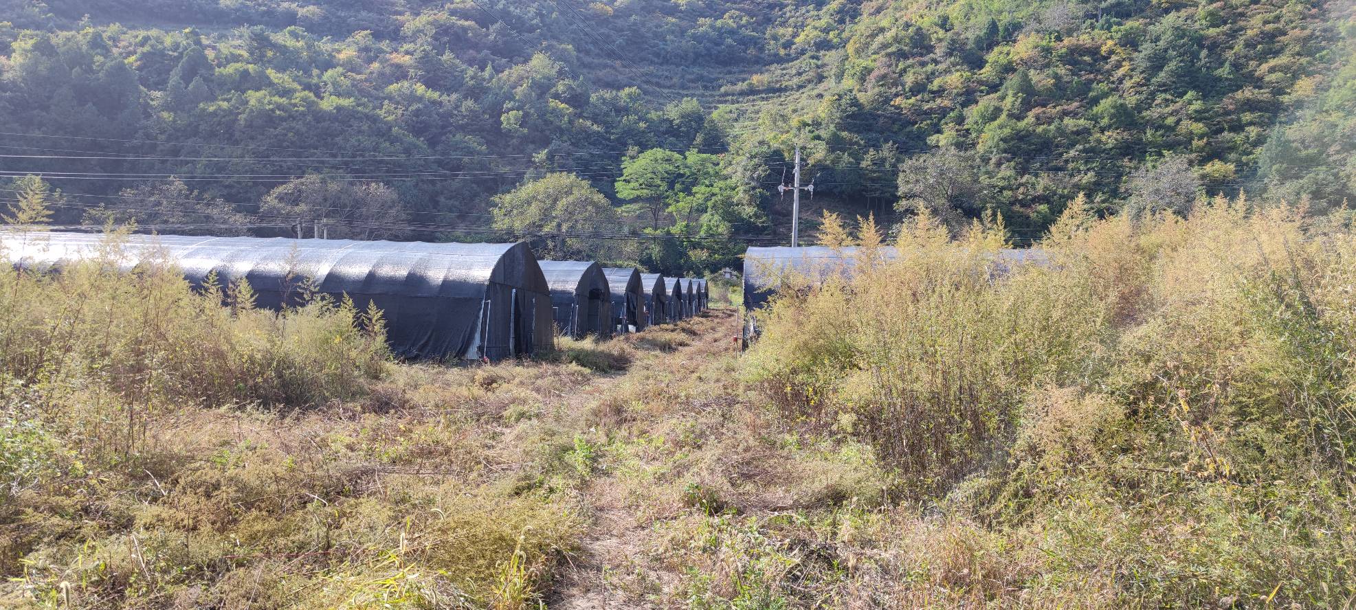 羊肚菌产地风光