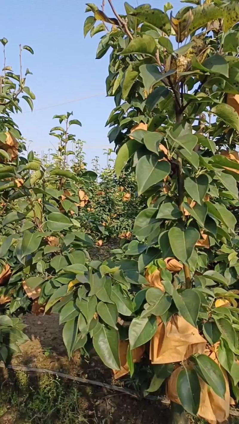 晚秋黄梨大量供应！