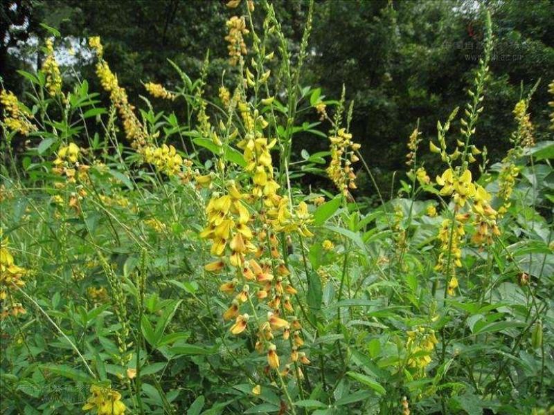 猪屎豆种子灌木种子三圆叶猪屎豆公路绿化种子护坡固土