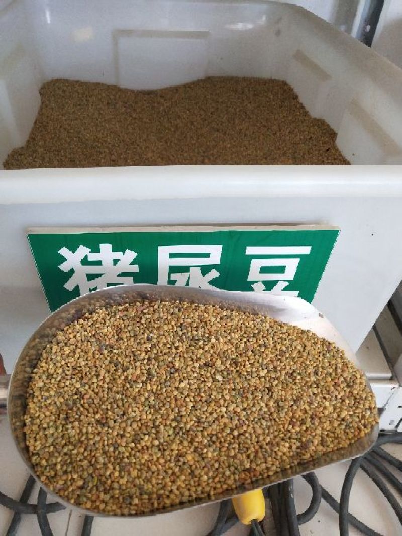 猪屎豆种子灌木种子三圆叶猪屎豆公路绿化种子护坡固土
