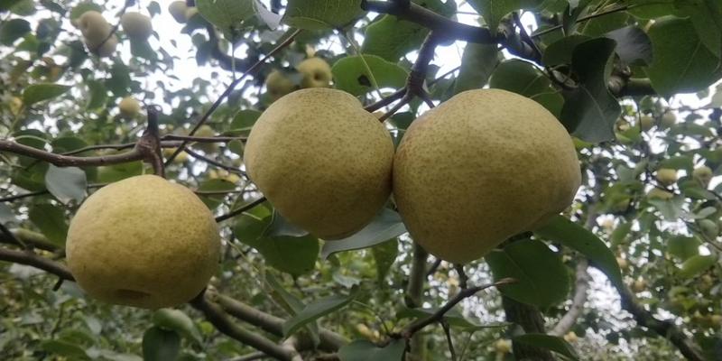 【梨】安徽梨砀山酥梨品质上乘保质保量代发全国
