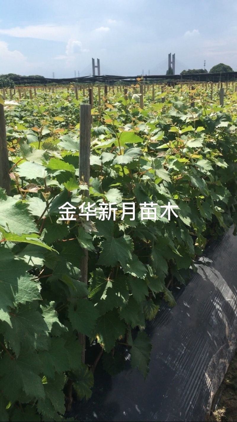 妮娜皇后葡萄苗妮娜女皇葡萄苗批发纯正、优质