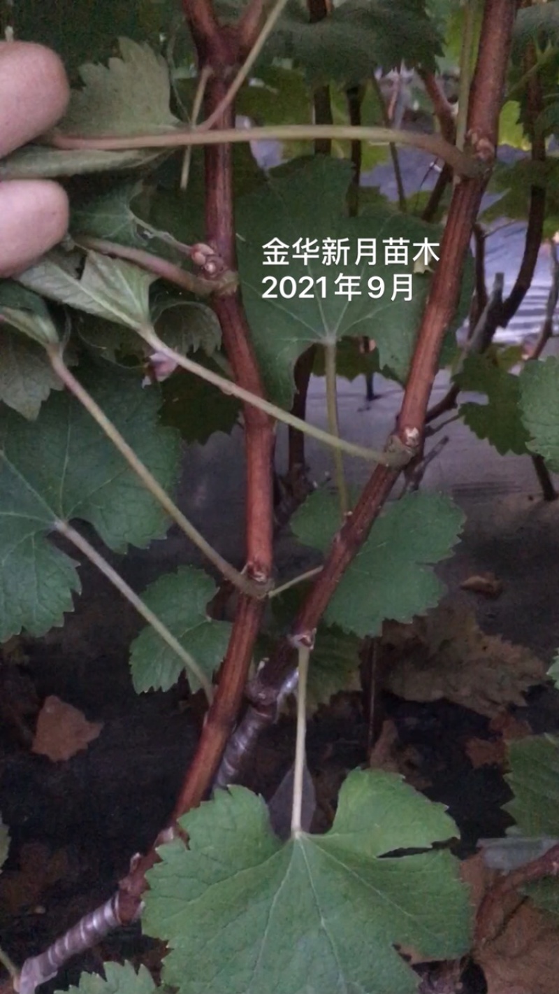 妮娜皇后葡萄苗妮娜女皇葡萄苗批发纯正、优质