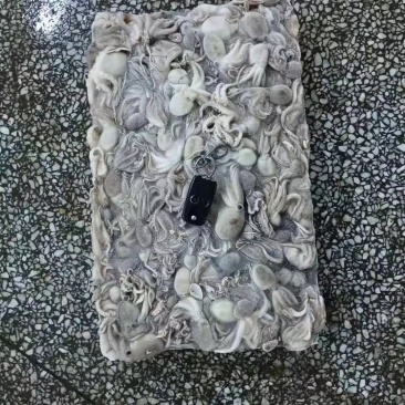 八爪鱼