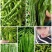 精品鲜辣椒芜湖椒，薄皮椒【新优】对接电商超市，商场！