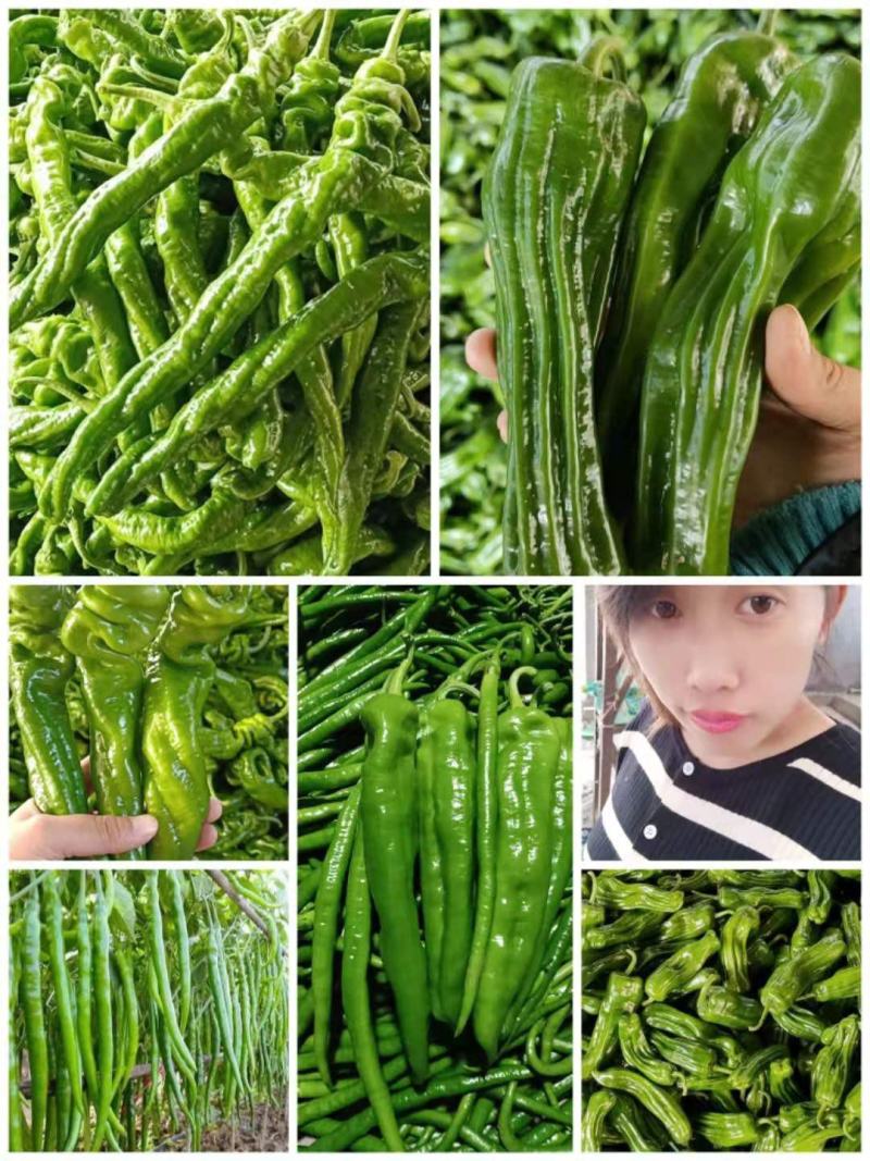 精品鲜辣椒芜湖椒，薄皮椒【新优】对接电商超市，商场！