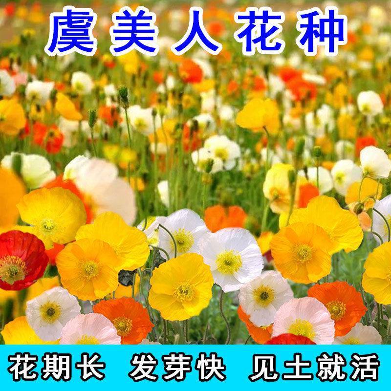 冰岛虞美人花种籽子冬季耐寒开花花种室外见土就活四季虞美人