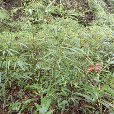 三月竹苗，量大从优