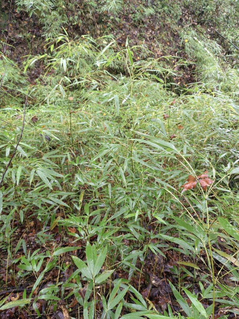 三月竹苗，量大从优