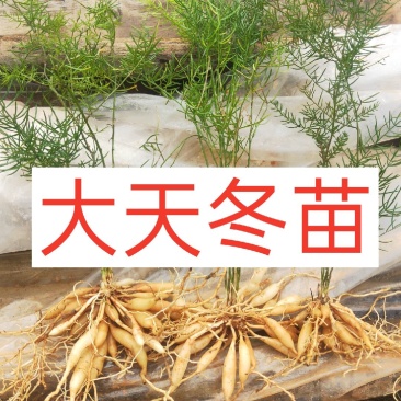 天冬苗高产量好管理品质保证低价批发现苗多多
