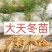 天冬苗高产量好管理品质保证低价批发现苗多多