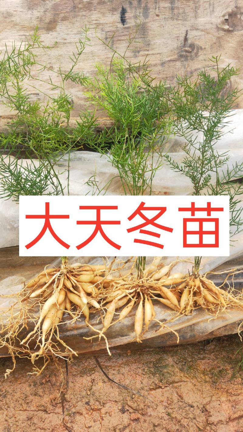 天冬苗高产量好管理品质保证低价批发现苗多多