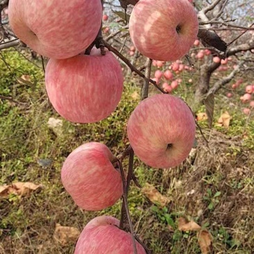 红富士苹果货源充足保质保量，口感脆甜，地头看货，价格可议