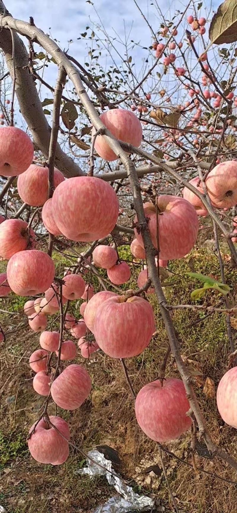 红富士苹果货源充足保质保量，口感脆甜，地头看货，价格可议