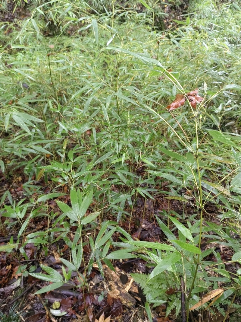 三月竹苗，量大从优