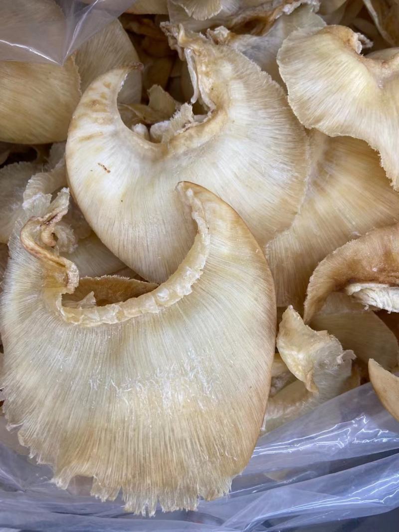 鱼翅，鱼翅鱼翅，鱼翅鱼翅鱼翅鱼翅鱼翅鱼翅鱼翅鱼翅
