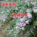 胡枝子种子苕条种子胡枝条苕条公路绿化种子护坡固土