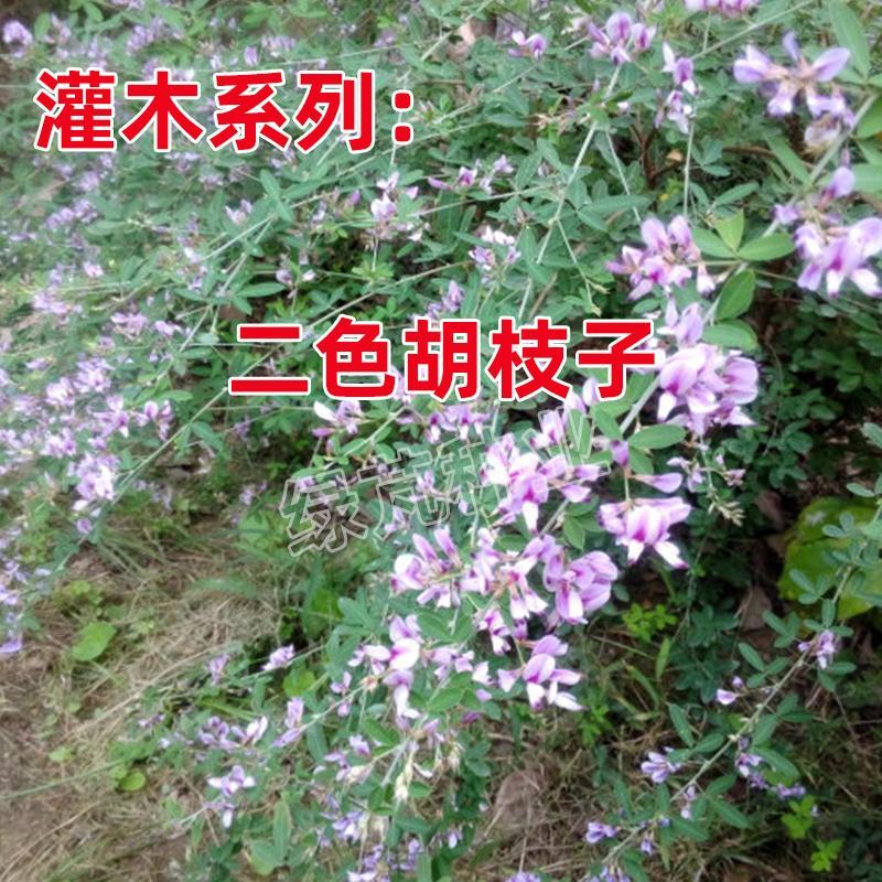胡枝子种子苕条种子胡枝条苕条公路绿化种子护坡固土