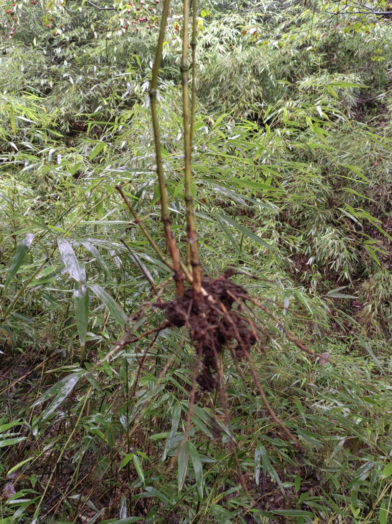 三月竹苗，量大从优