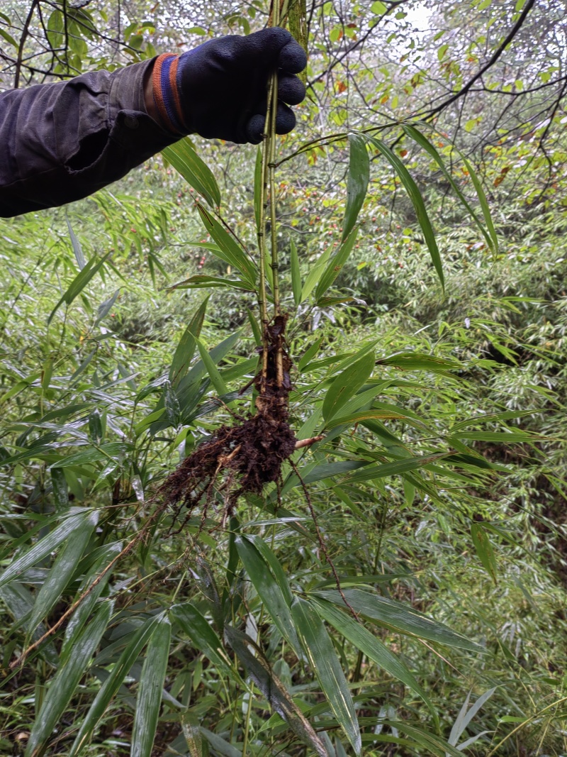 三月竹苗，量大从优