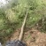 乌桕1到25公分，各种造型，丛生乌桕都有，用的联系
