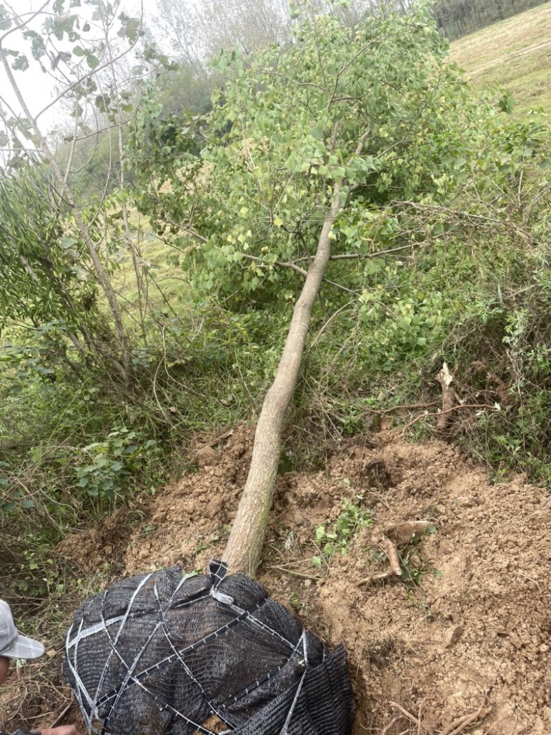 乌桕1到25公分，各种造型，丛生乌桕都有，用的联系