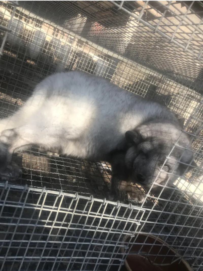 狐狸