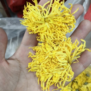 金丝菊，金丝菊，金丝菊！金丝菊！金丝菊，金丝菊