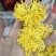 金丝菊，金丝菊，金丝菊！金丝菊！金丝菊，金丝菊