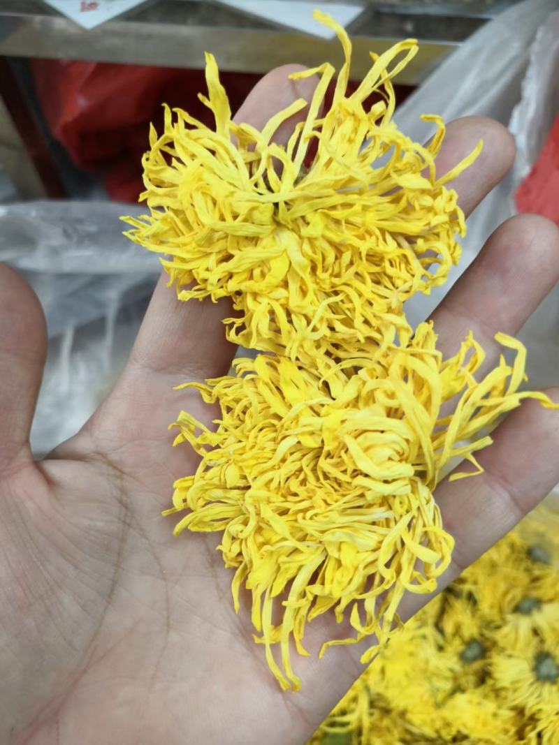 金丝菊，金丝菊，金丝菊！金丝菊！金丝菊，金丝菊