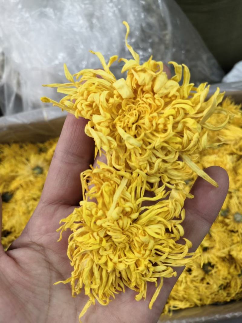 金丝菊，金丝菊，金丝菊！金丝菊！金丝菊，金丝菊