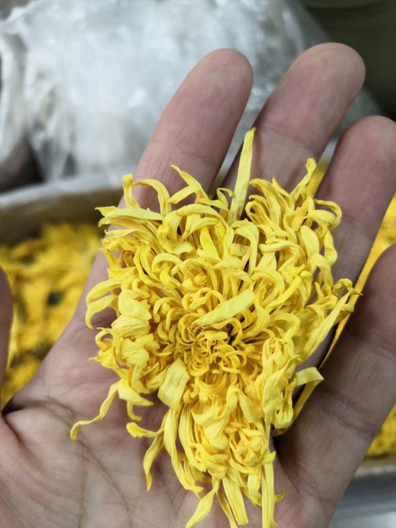金丝菊，金丝菊，金丝菊！金丝菊！金丝菊，金丝菊