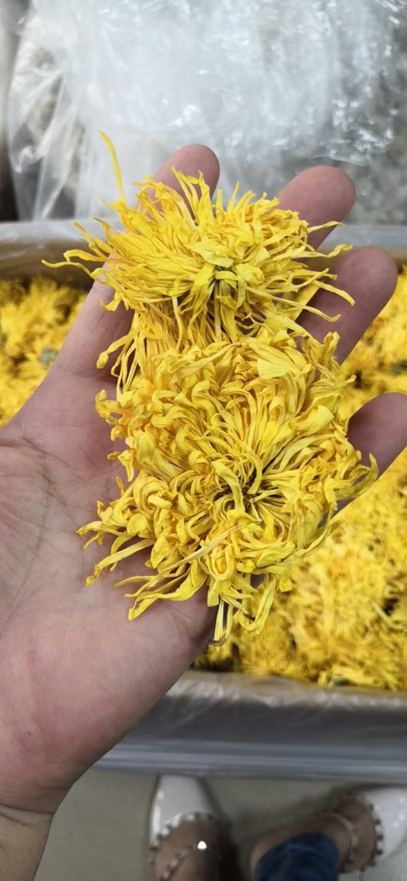 金丝菊，金丝菊，金丝菊！金丝菊！金丝菊，金丝菊