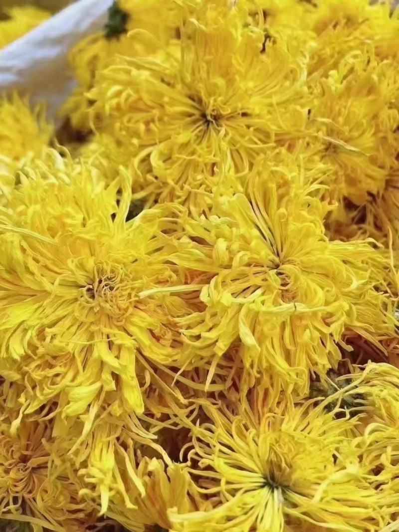 金丝菊，金丝菊，金丝菊！金丝菊！金丝菊，金丝菊