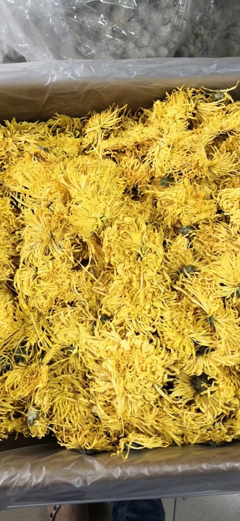 金丝菊，金丝菊，金丝菊！金丝菊！金丝菊，金丝菊
