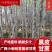 广西黑皮甘蔗产地直发质量保证口感清甜可提供免费回头车