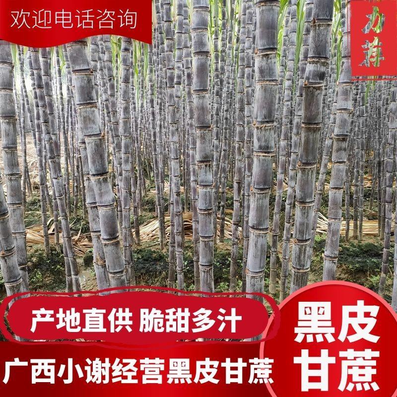 广西黑皮甘蔗产地直发质量保证口感清甜可提供免费回头车