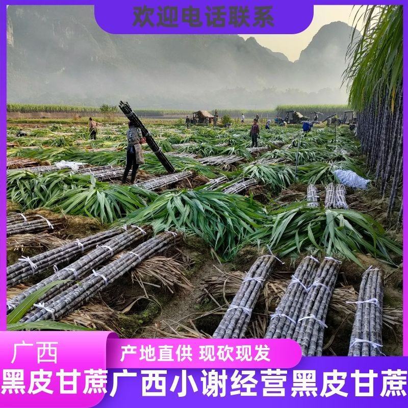 广西黑皮甘蔗产地直发质量保证口感清甜可提供免费回头车
