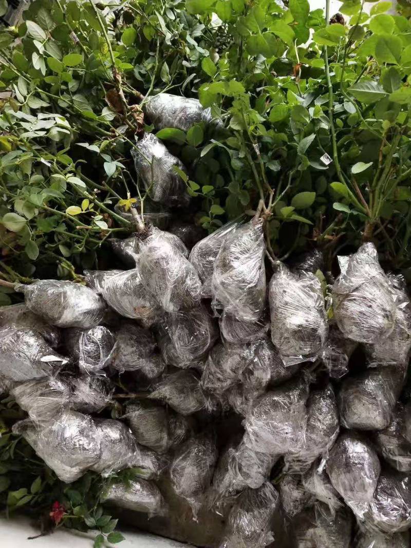 藤本月季爬藤月季常做花墙，花架，走廊，拱门大小规格都有